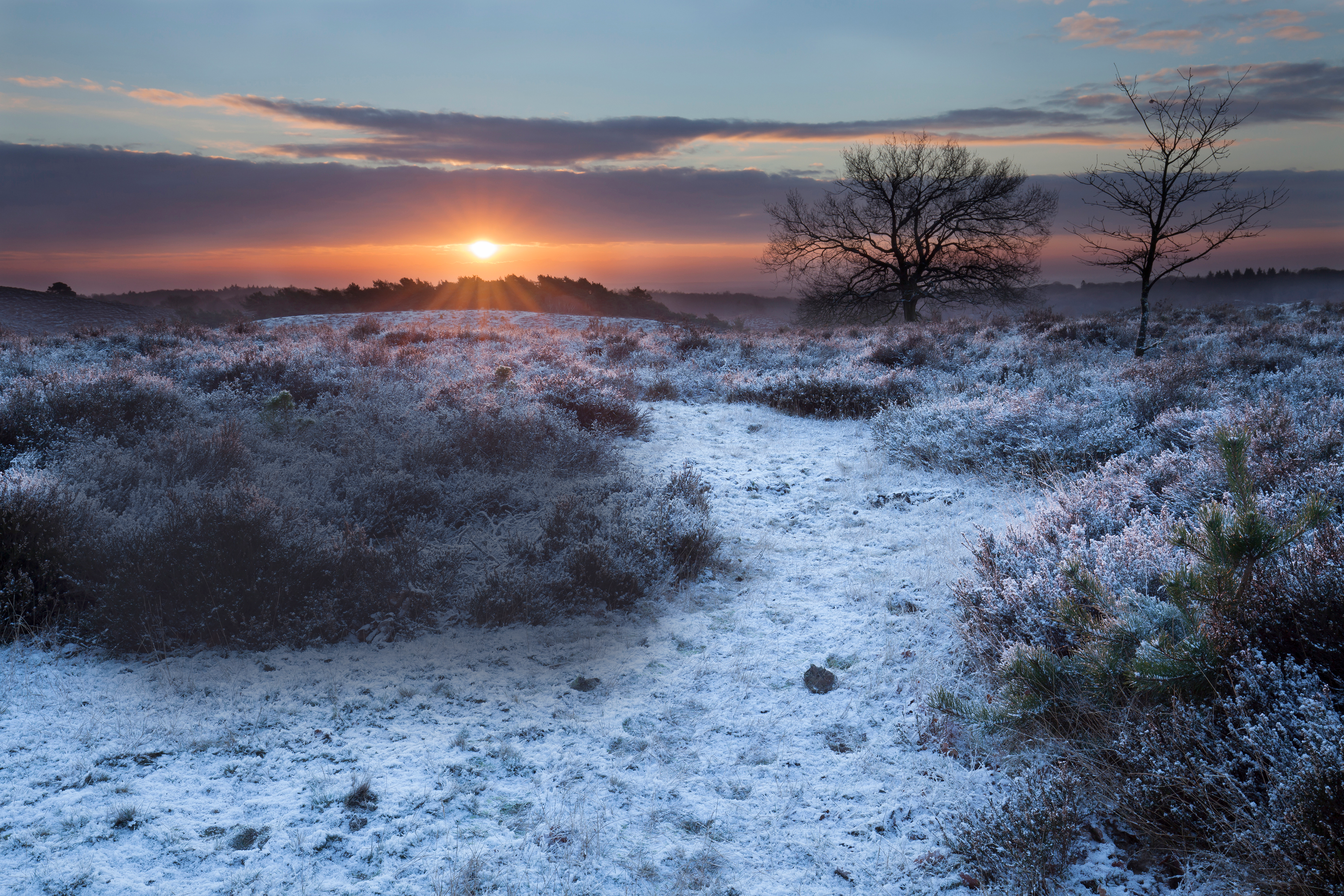 frosty winter arrangement.png