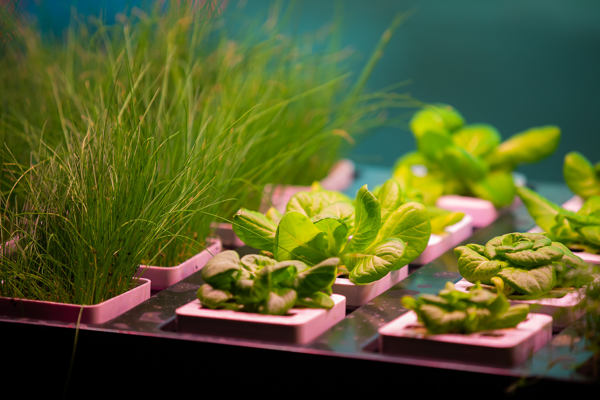 Restaurant LOCALS (4).jpg