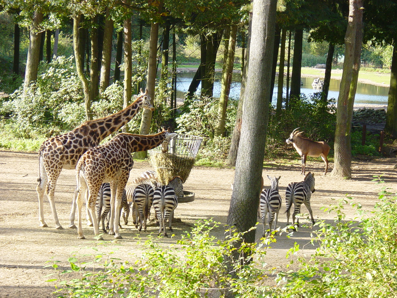 Burgers_Zoo_-_zebras_and_giraffes.jpg